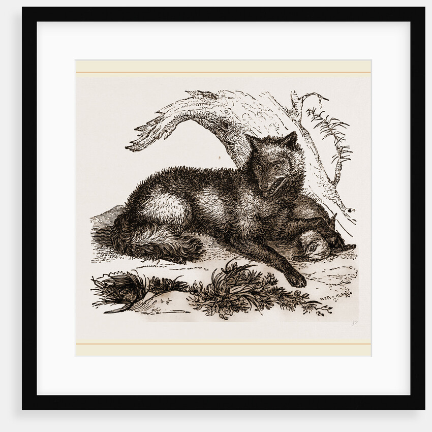 Dusky or Clouded Wolf by Anonymous