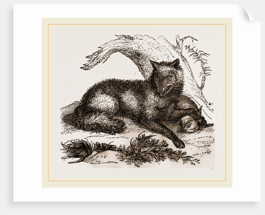 Dusky or Clouded Wolf by Anonymous