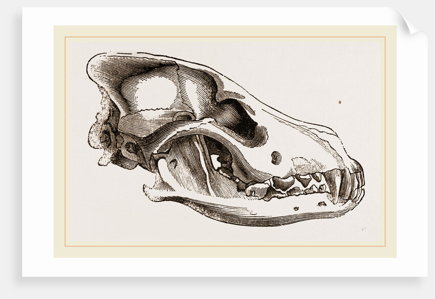 Skull of European Wolf by Anonymous