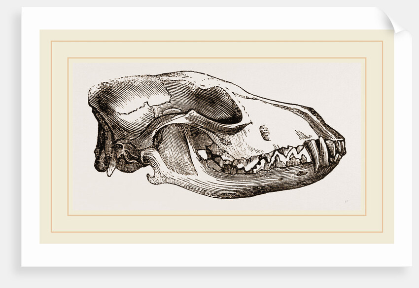 Skull of Jackal by Anonymous