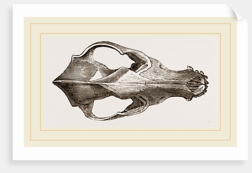Skull of Jackal by Anonymous
