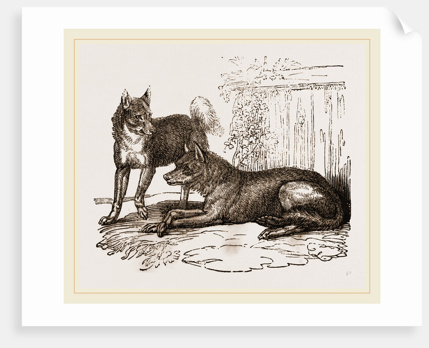 Mixed breed of Dog and Wolf by Anonymous
