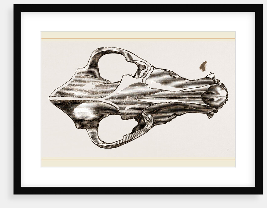 Skull of European Wolf by Anonymous