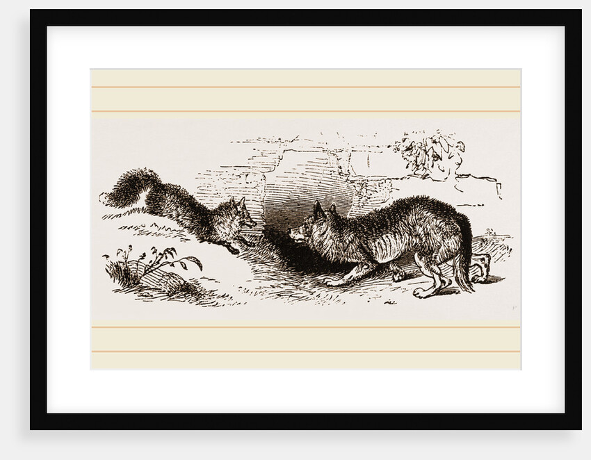 Wolf and Fox by Anonymous