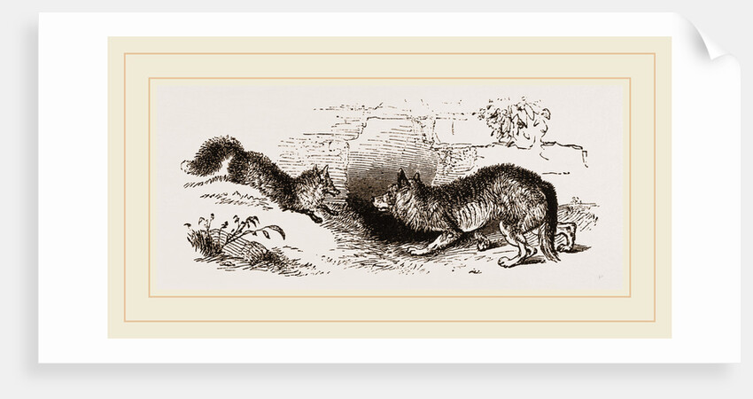 Wolf and Fox by Anonymous
