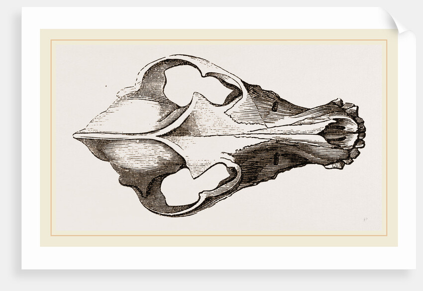 Skull of Canadian Wolf by Anonymous