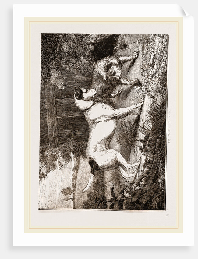 English and Scotch Terriers by Anonymous