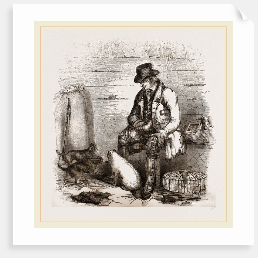 Rat-catcher and Terriers by Anonymous