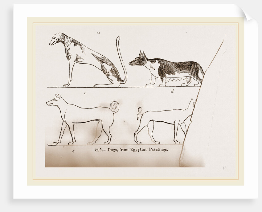 Dogs, from Egyptian paintings by Anonymous