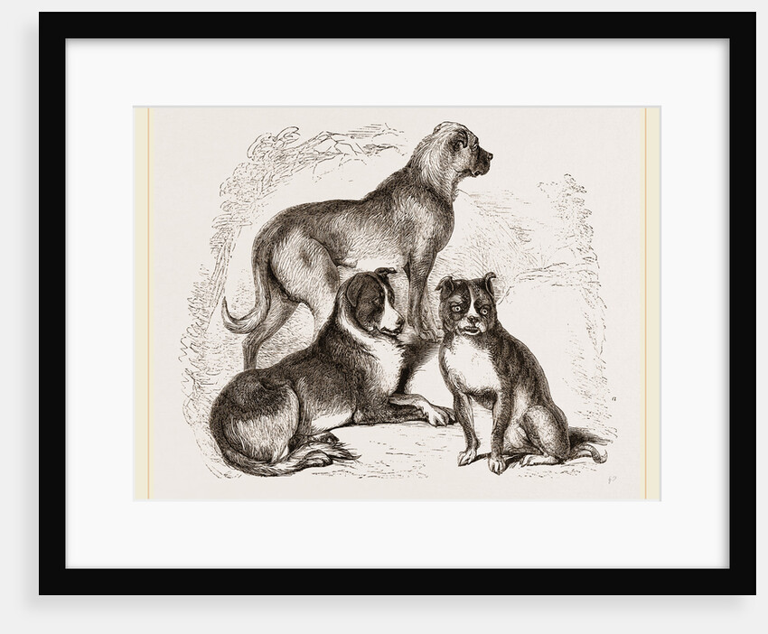 Dogs by Anonymous