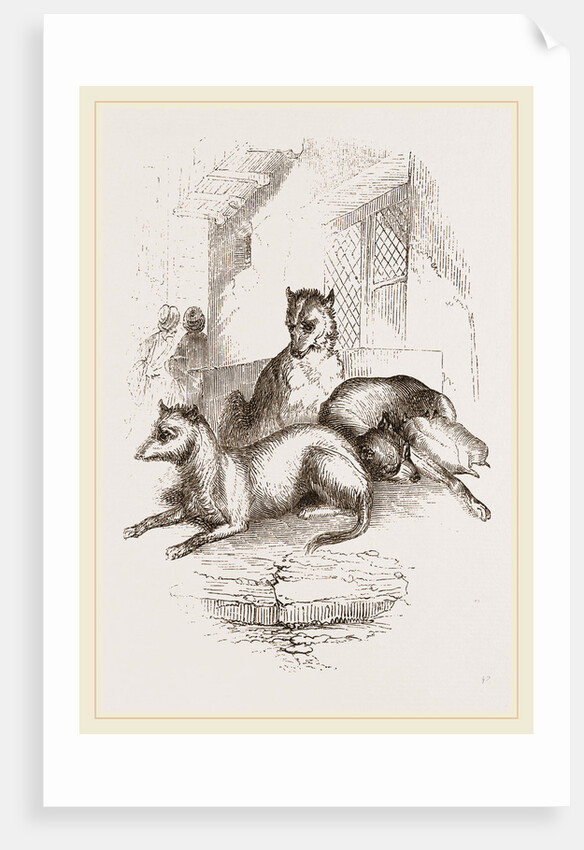 Street Dogs of the East by Anonymous