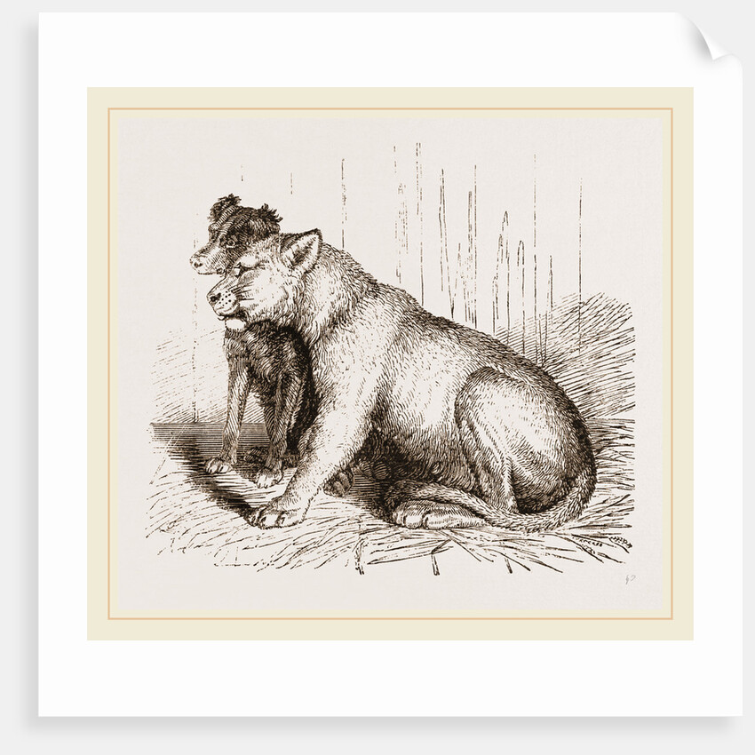 Lion and Spaniel by Anonymous