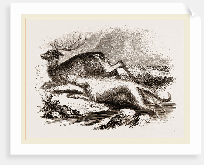 Scotch Greyhound by Anonymous