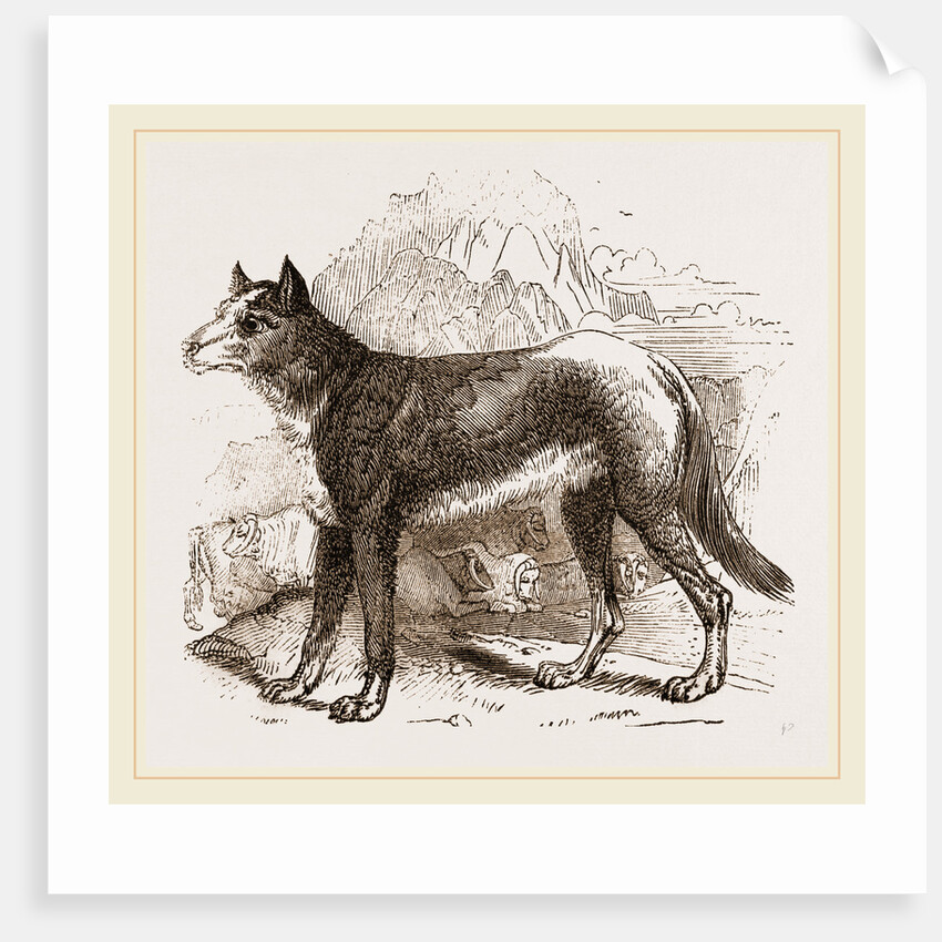 Turkman Watch-dog by Anonymous