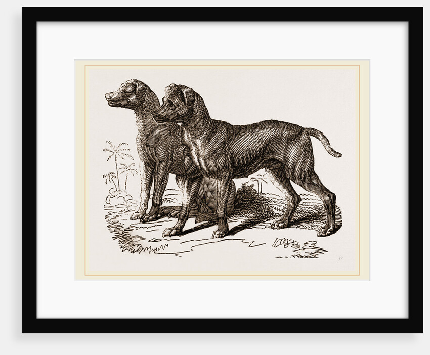 African Blood-hounds by Anonymous