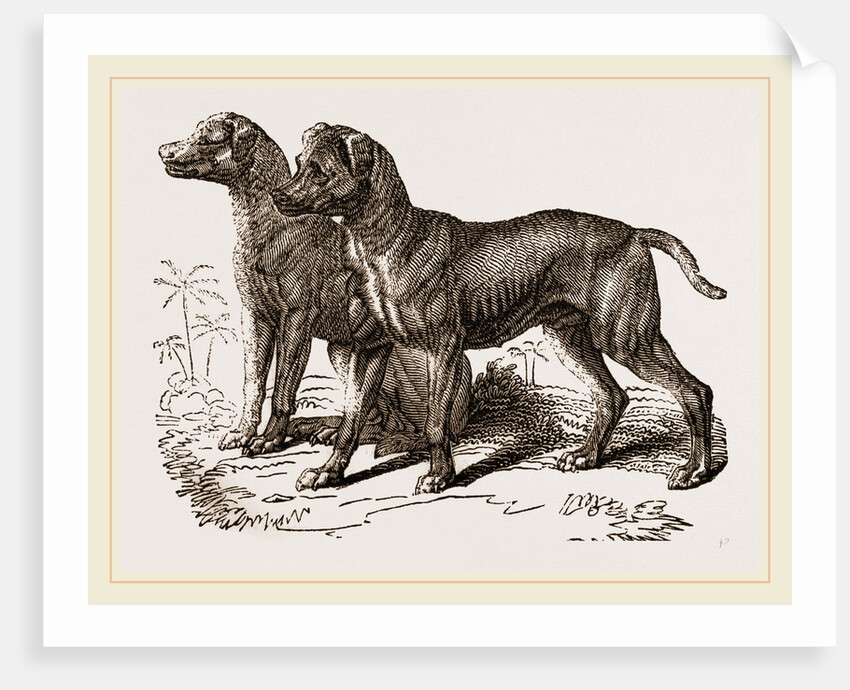 African Blood-hounds by Anonymous