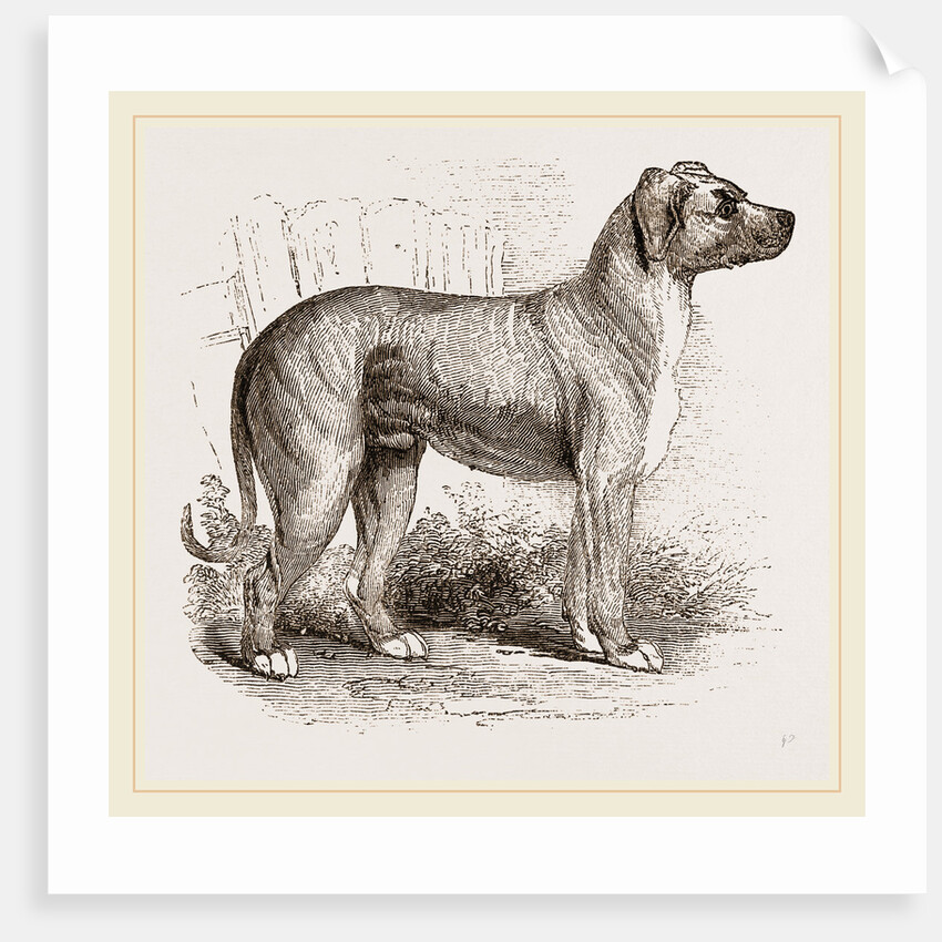 Cuban Blood-hound by Anonymous