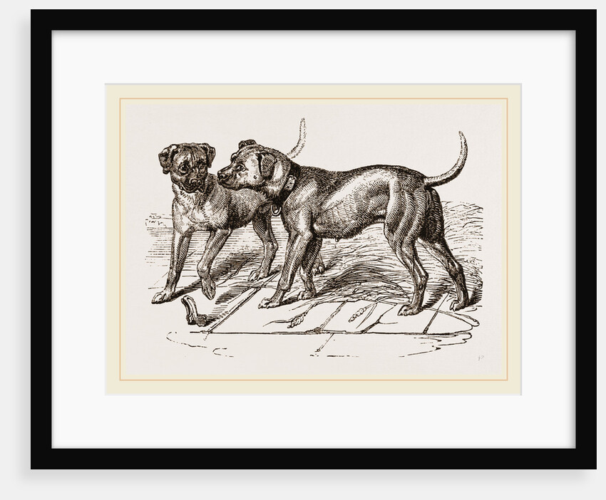 Cuban Blood-hounds by Anonymous