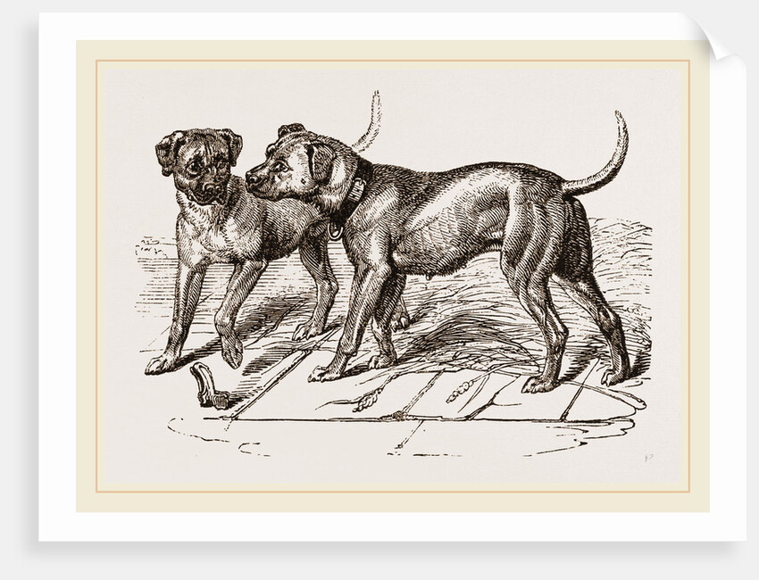 Cuban Blood-hounds by Anonymous