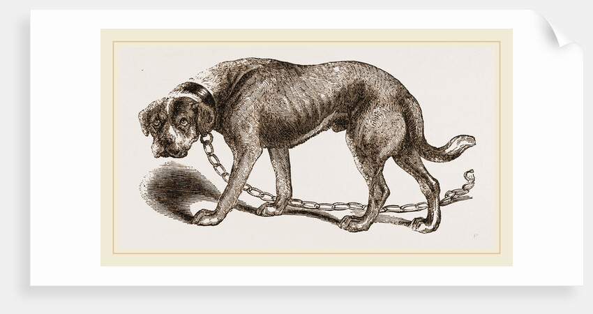 Mastiff by Anonymous