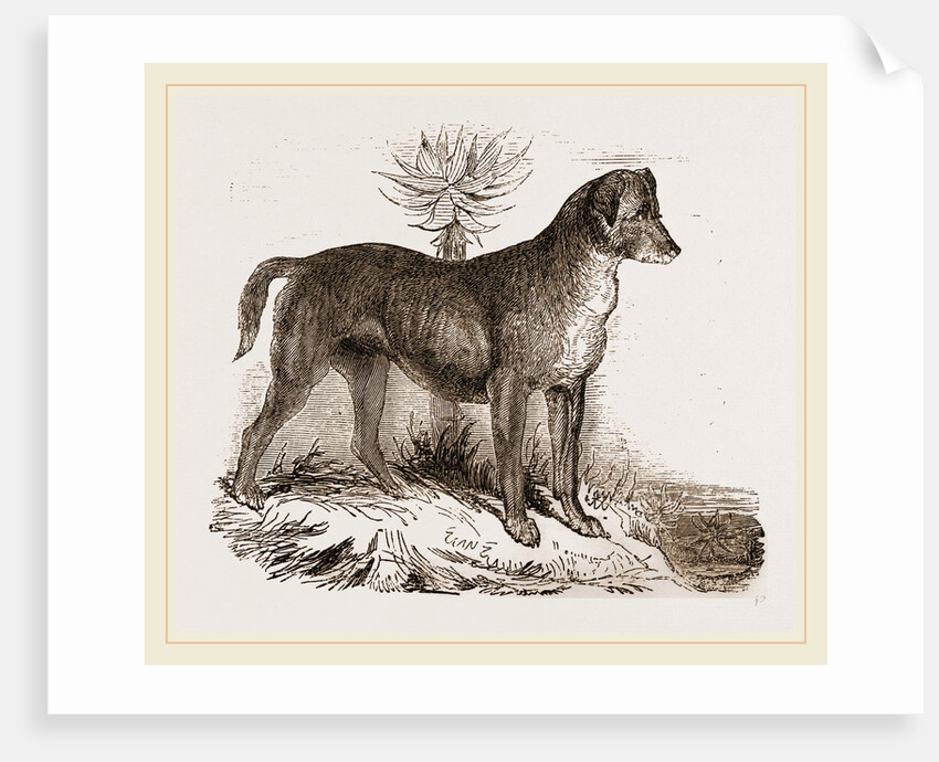 African Hound by Anonymous