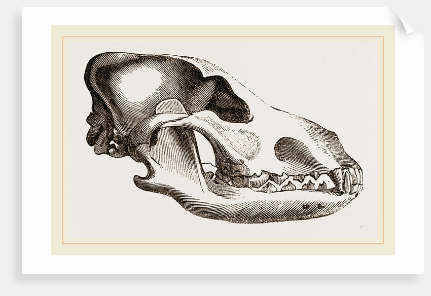 Shepherd's Dog by Anonymous