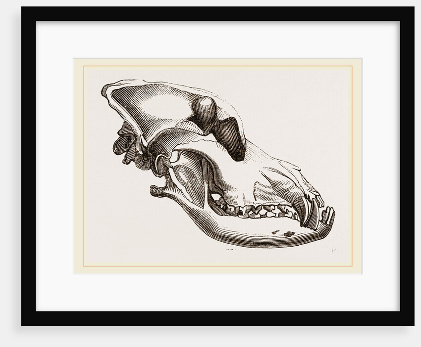 Skull of a Mastiff dog by Anonymous