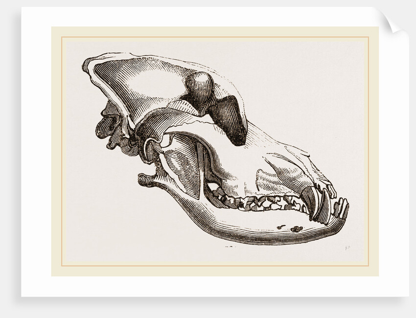 Skull of a Mastiff dog by Anonymous