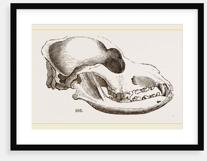 Skull of a Spaniel dog by Anonymous