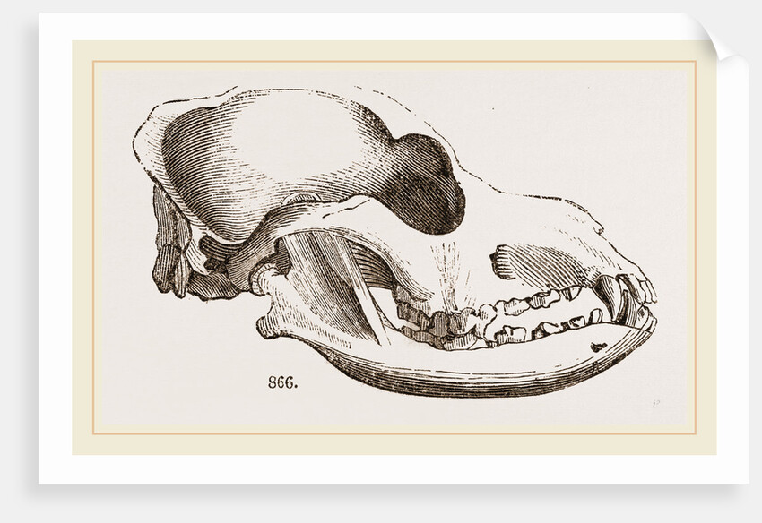 Skull of a Spaniel dog by Anonymous