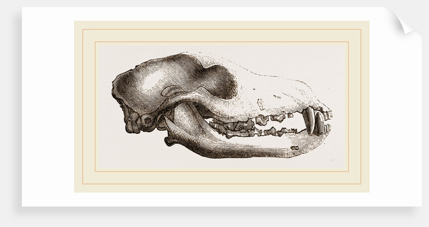 Skull of a Matin dog by Anonymous