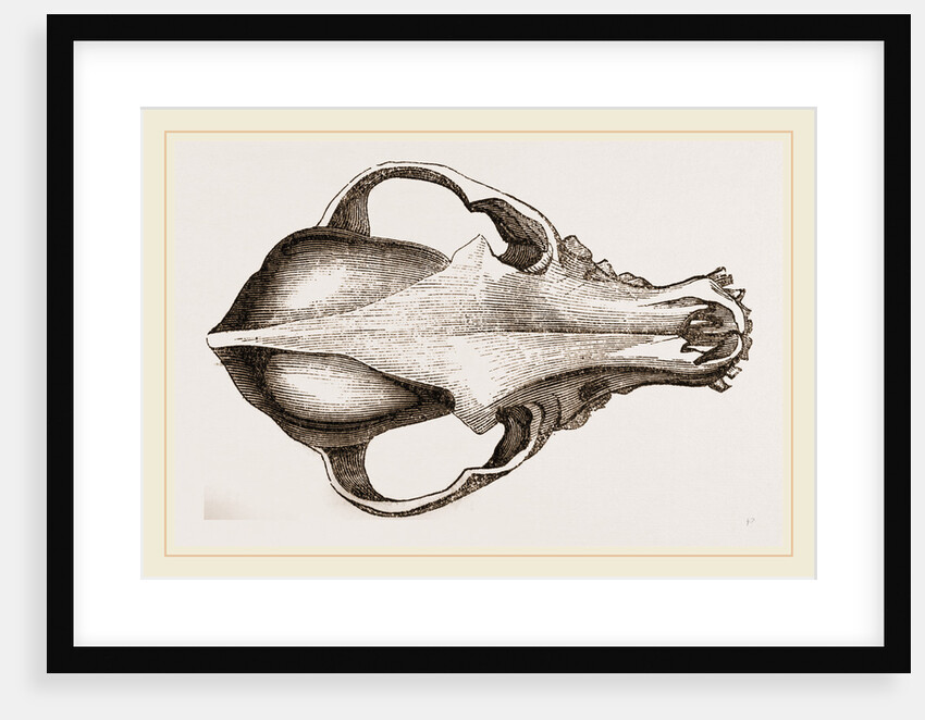 Skull of a Spaniel dog by Anonymous