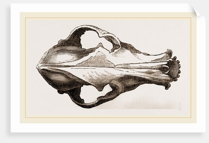 Skull of a Matin dog by Anonymous
