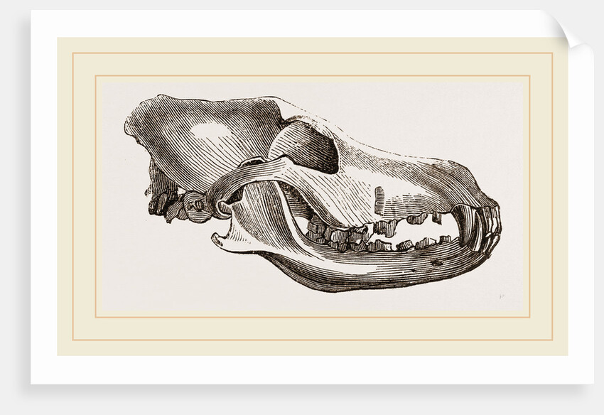 Skull of Dingo by Anonymous