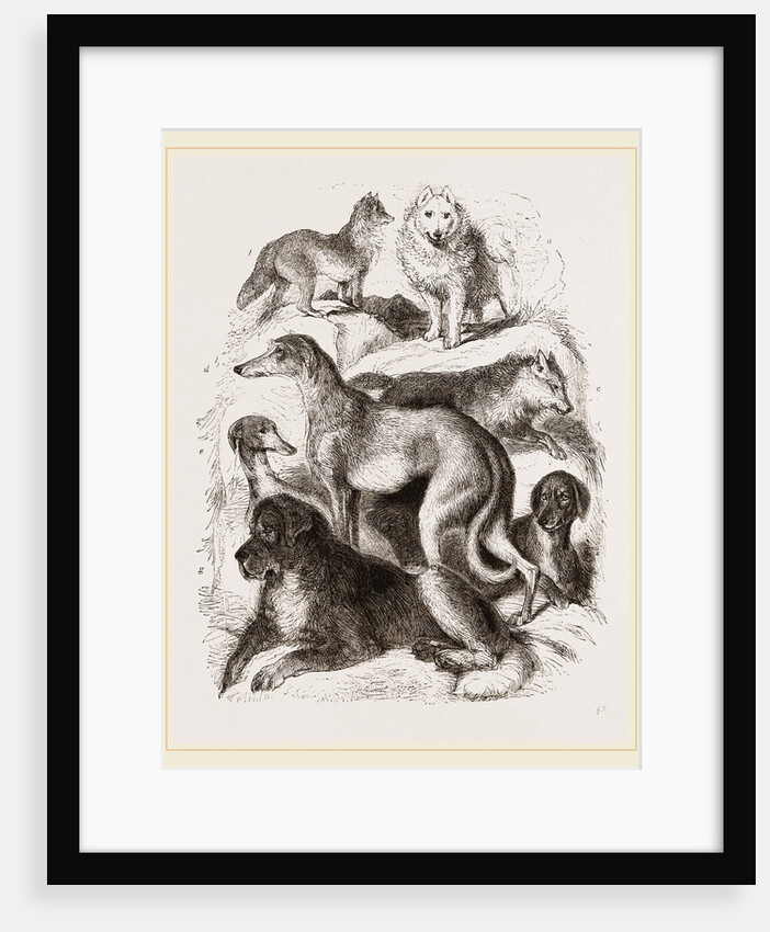 Dogs by Anonymous