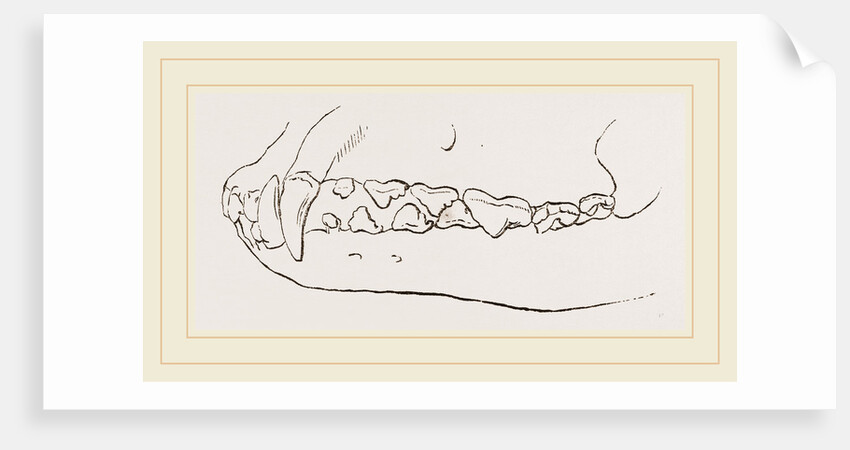 Teeth of Dog by Anonymous