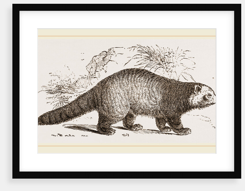 Panda by Anonymous