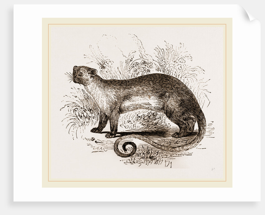 Kinkajou by Anonymous