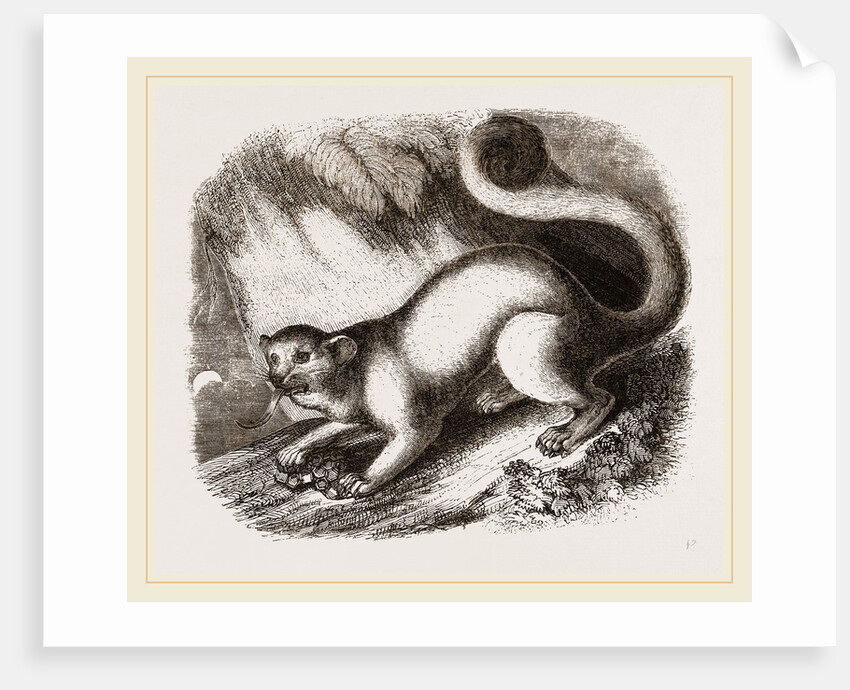 Kinkajou by Anonymous