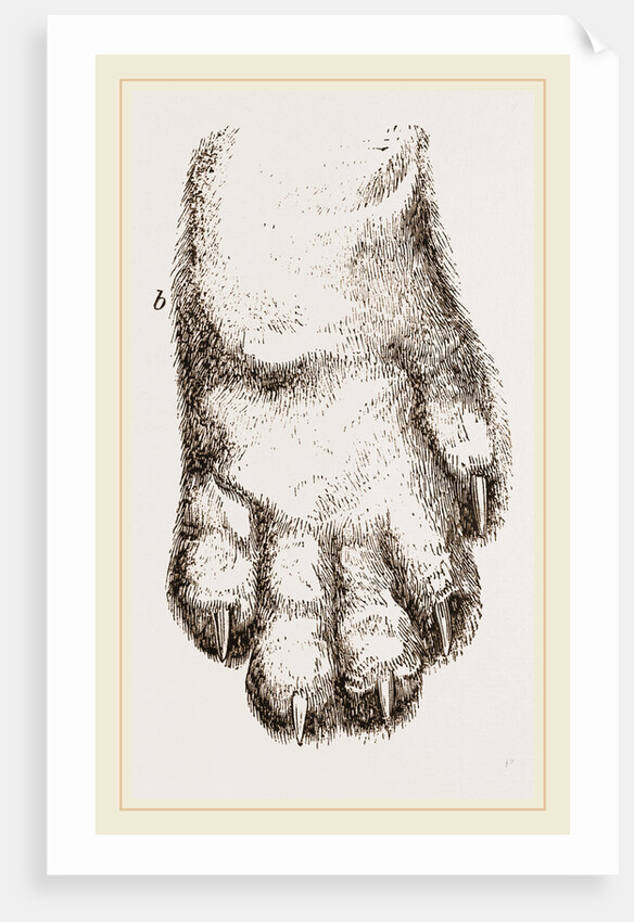 Feeth of Panda by Anonymous