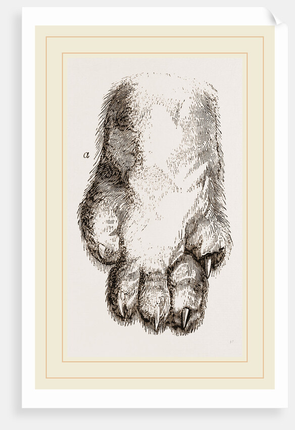 Feeth of Panda by Anonymous