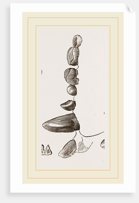 Teeth of Kinkajou by Anonymous