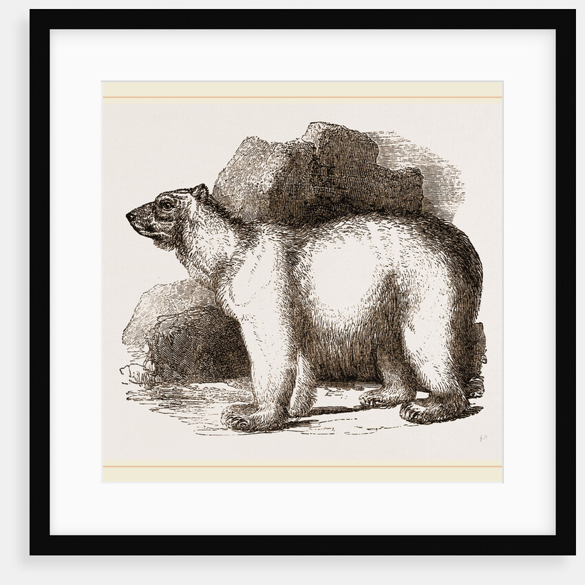 Polar Bear by Anonymous