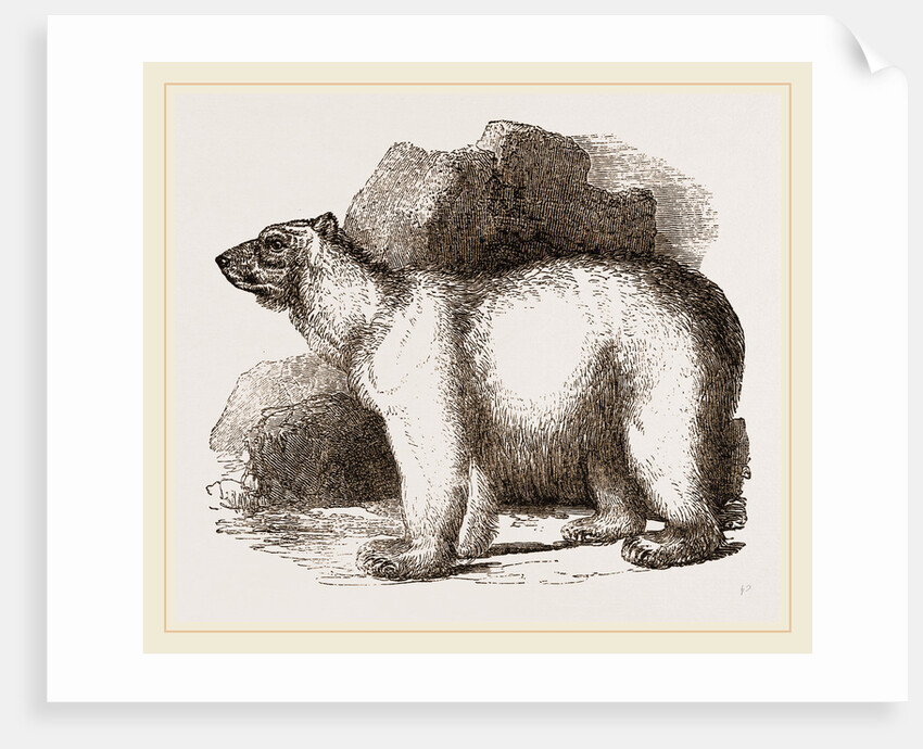 Polar Bear by Anonymous