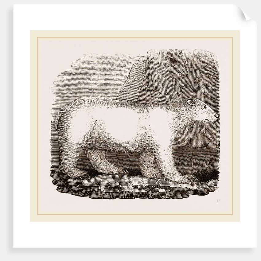 Polar Bear by Anonymous