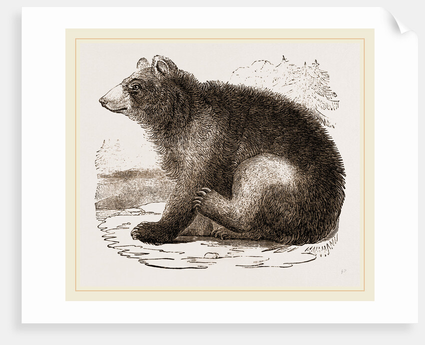 American Black Bear by Anonymous