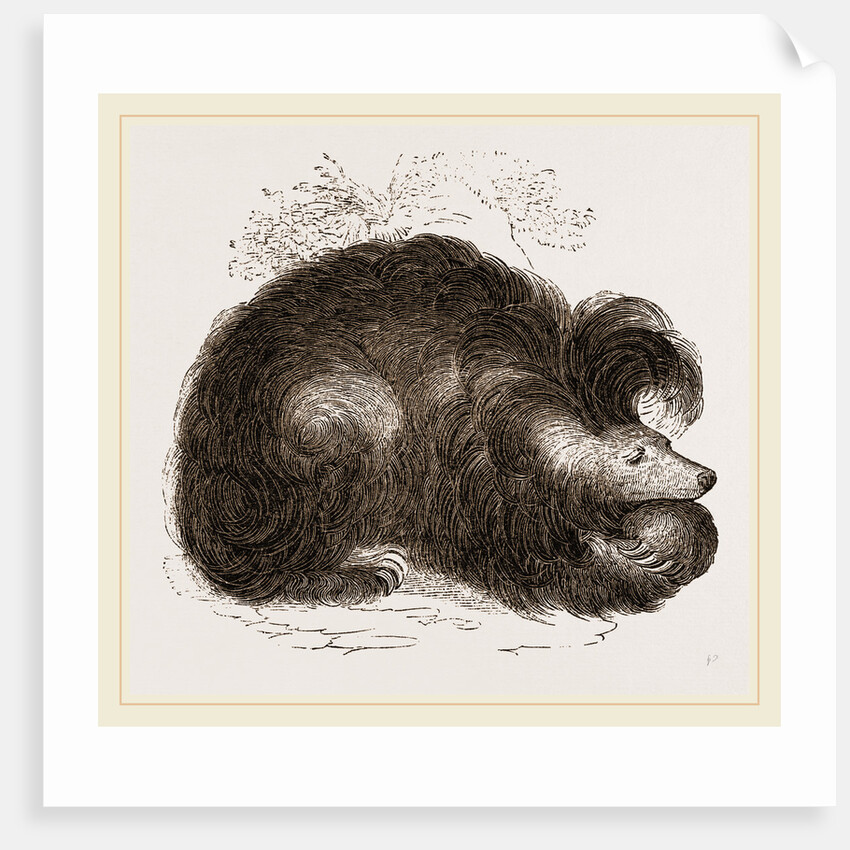 Sloth-Bear by Anonymous