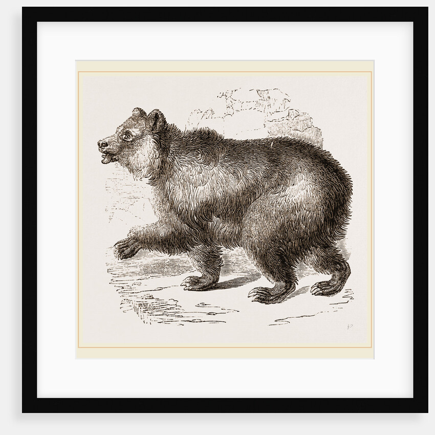 Bear by Anonymous