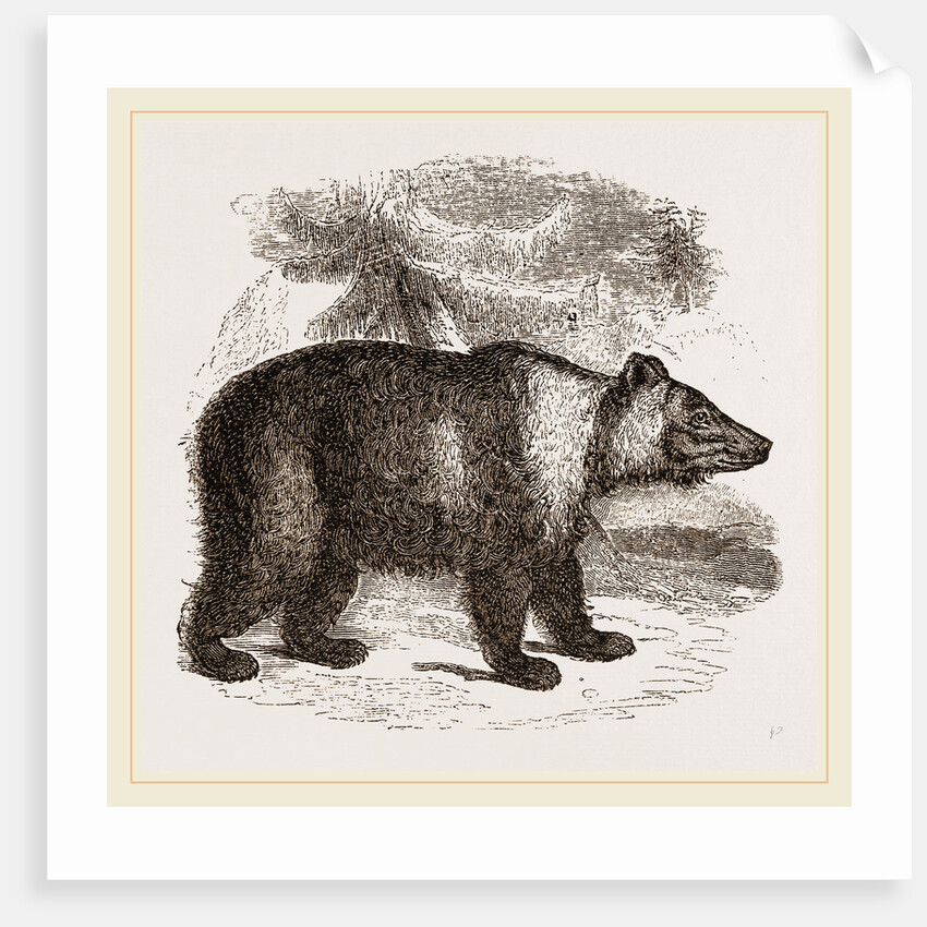 Siberian Bear by Anonymous