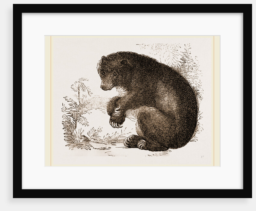 Bear by Anonymous